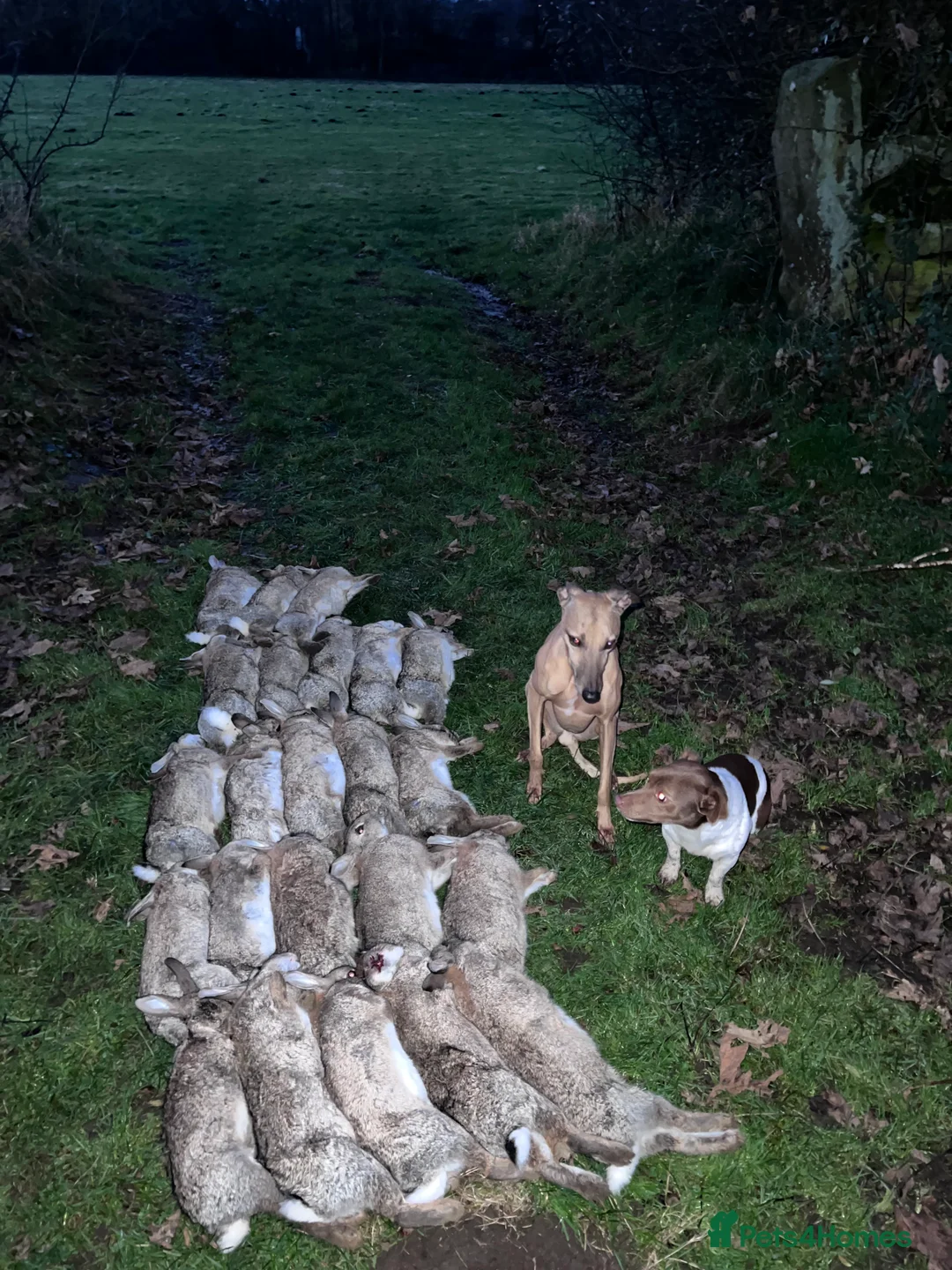 Jack Russell dogs for stud: Miniature jack Russell  in Leeds - Advert 11