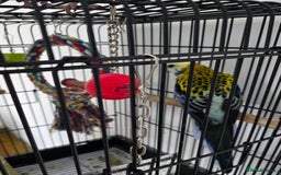 Parrots birds for sale: Pale Headed Rosella  - Image 5