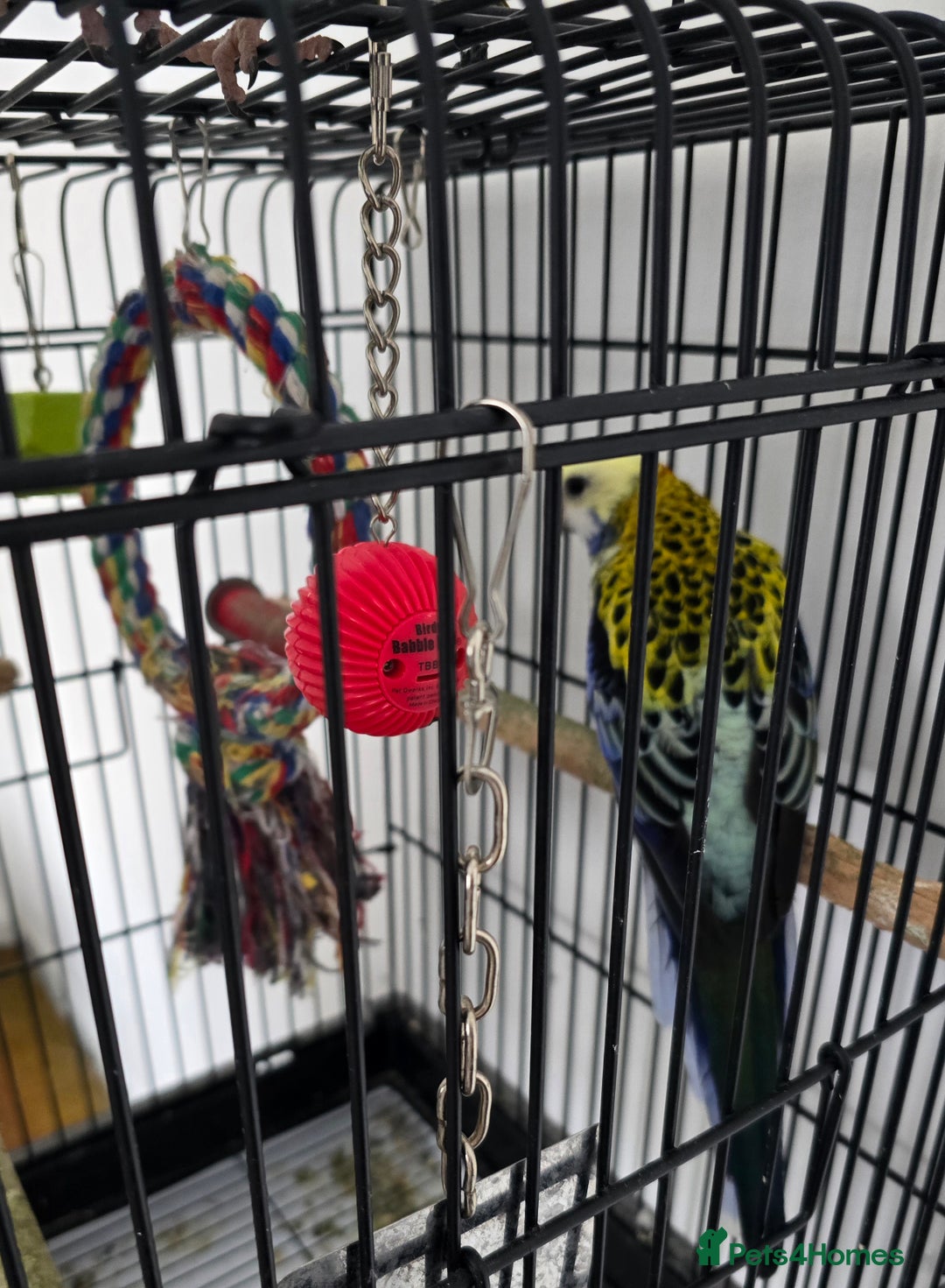Parrots birds for sale: Pale Headed Rosella  - Image 5