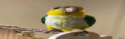 Parrots birds for sale: Super Tame Female Golden-Headed Caique in London - Advert 2