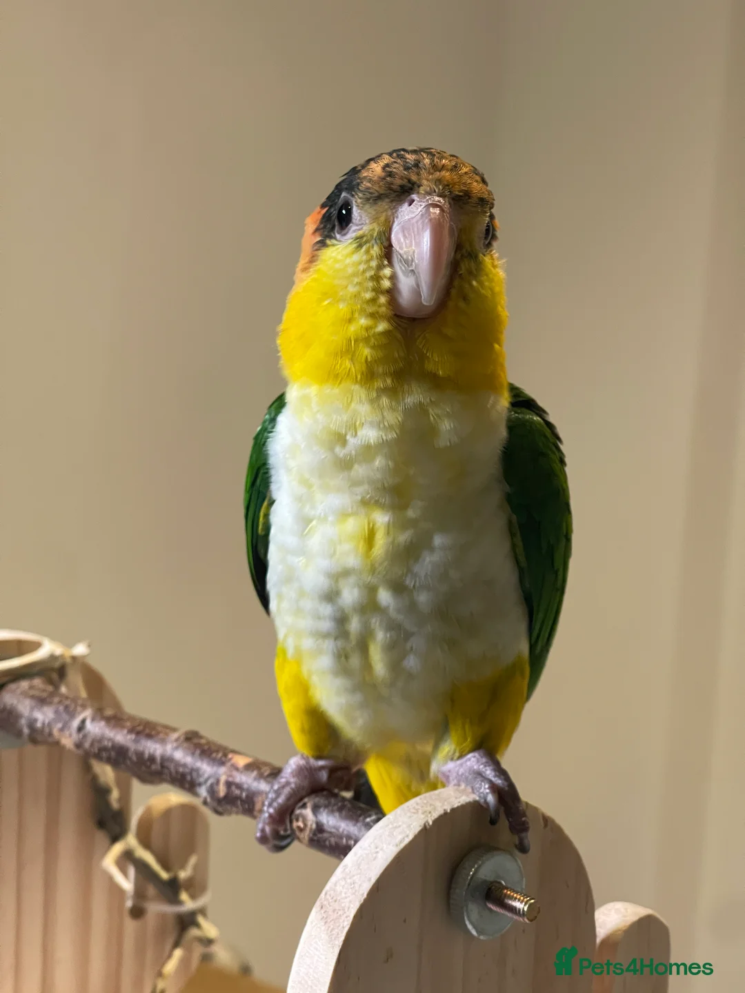 Parrots birds for sale: Super Tame Female Golden-Headed Caique in London - Advert 2