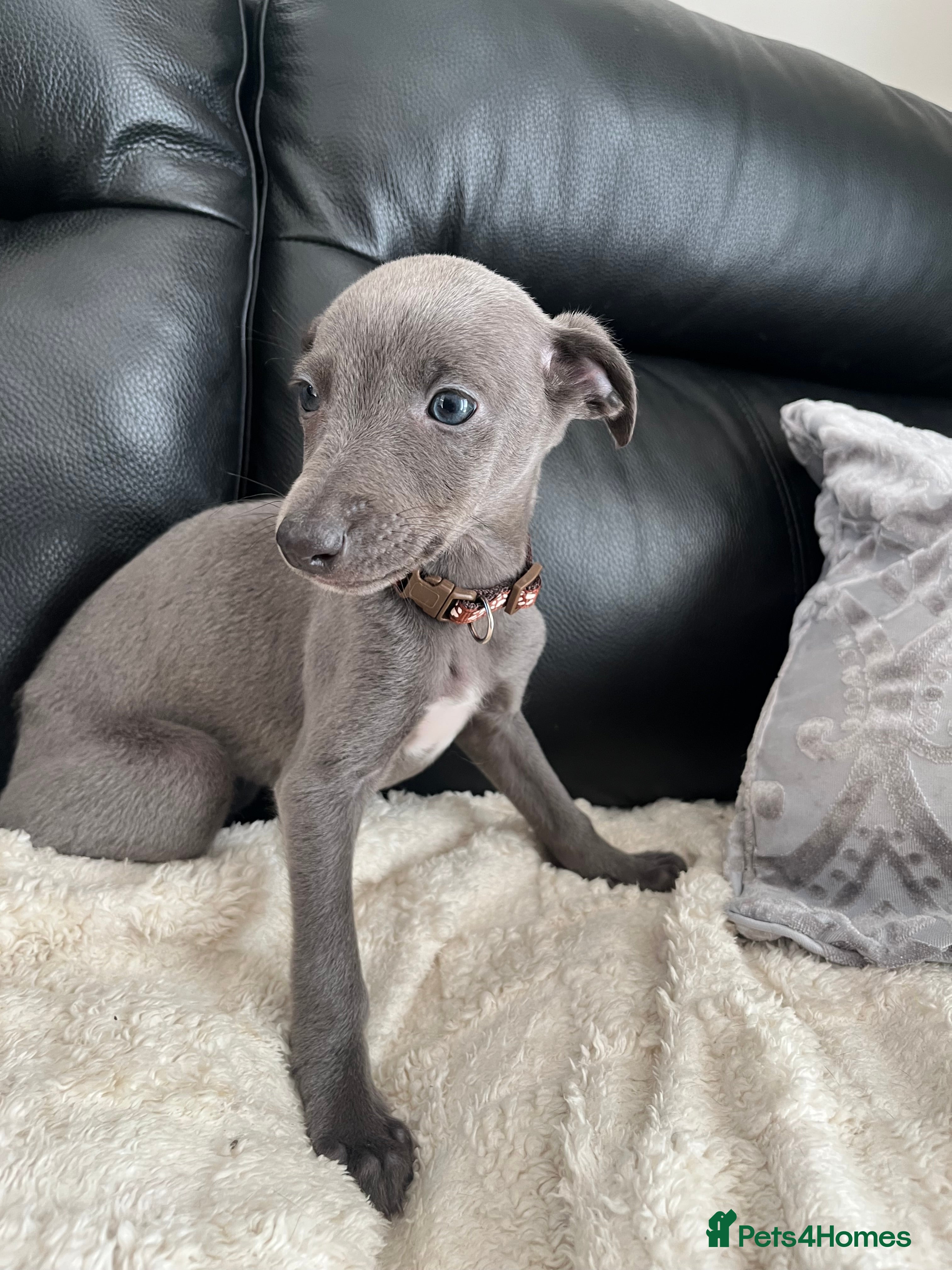 Whippet dogs pedigree whippets ready next Friday  - Advert 3