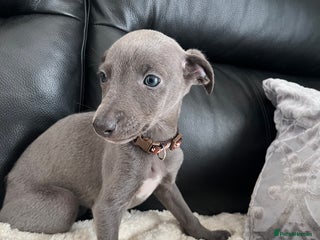 Whippet dogs pedigree whippets ready next Friday - Advert 2