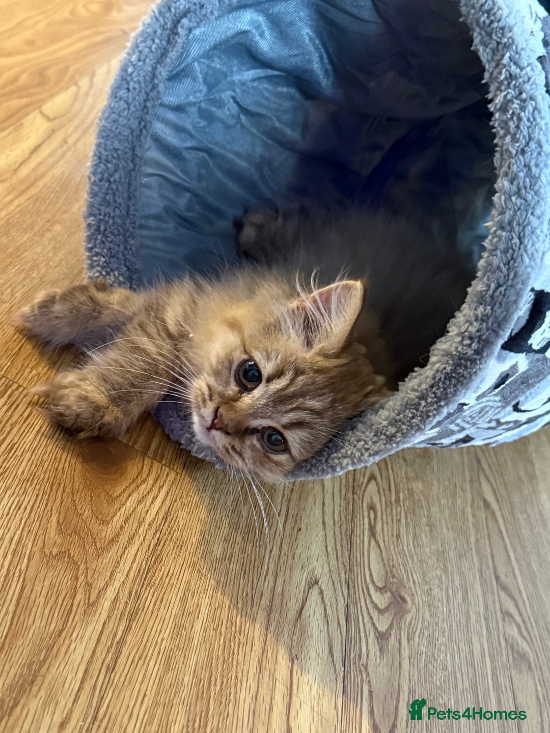 British Longhair cats for sale: Two gorgeous purebred sisters - Advert 8