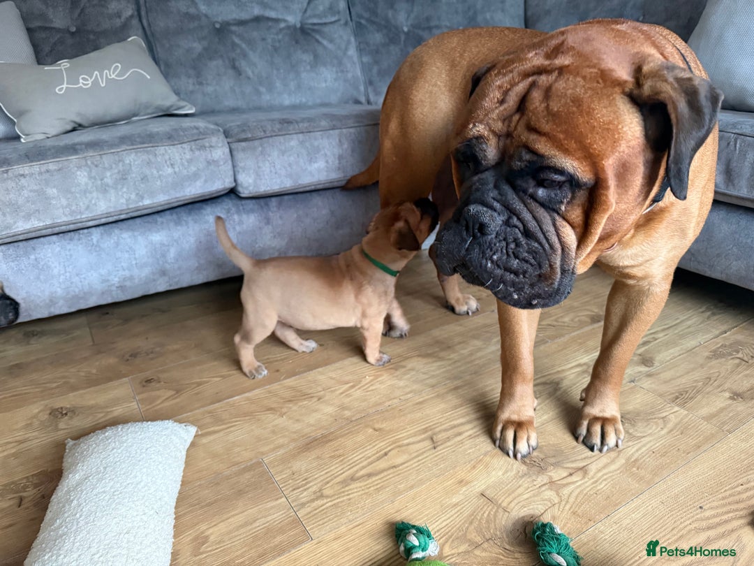 Bullmastiff dogs for sale: Bullmastiff puppies - Image 6