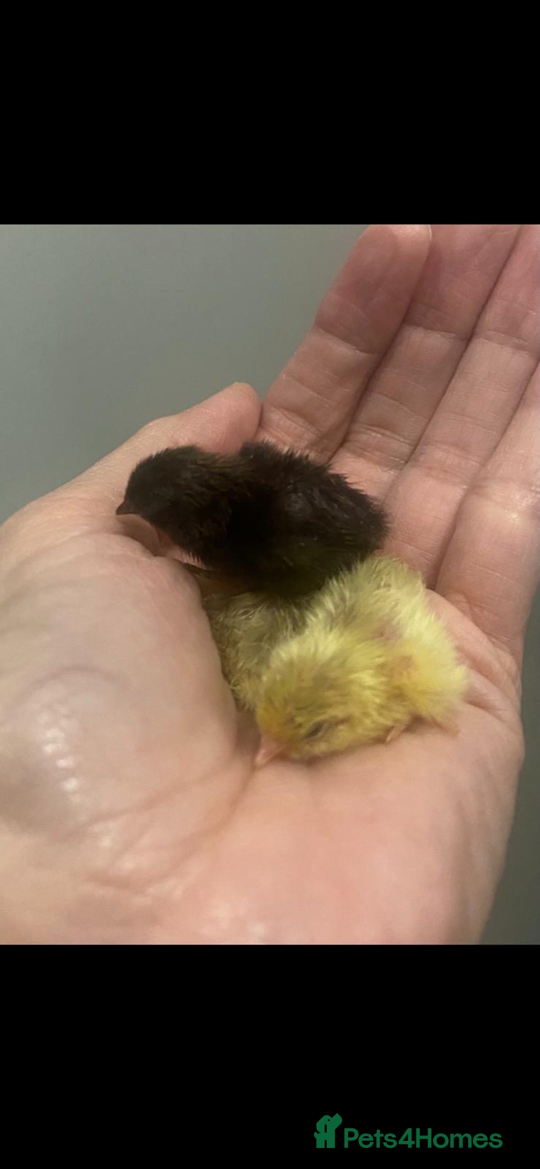 Quail poultry for sale: 4 quails mixed - Advert 1