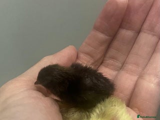 Quail poultry 4 quails mixed - Advert 5