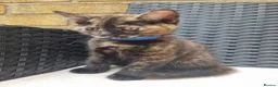 Mixed Breed cats for sale: Beautiful 3/4 Mainecoon cross BSH Kittens For Sale - Advert 20