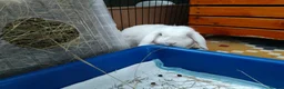 Mini Lop rabbits for sale: Finn the Rabbit, 5y old, looking for new home,  in Dunstable - Advert 5