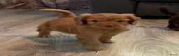 Cockapoo dogs for sale: Healthy toy cockapoo companions  - Advert 8