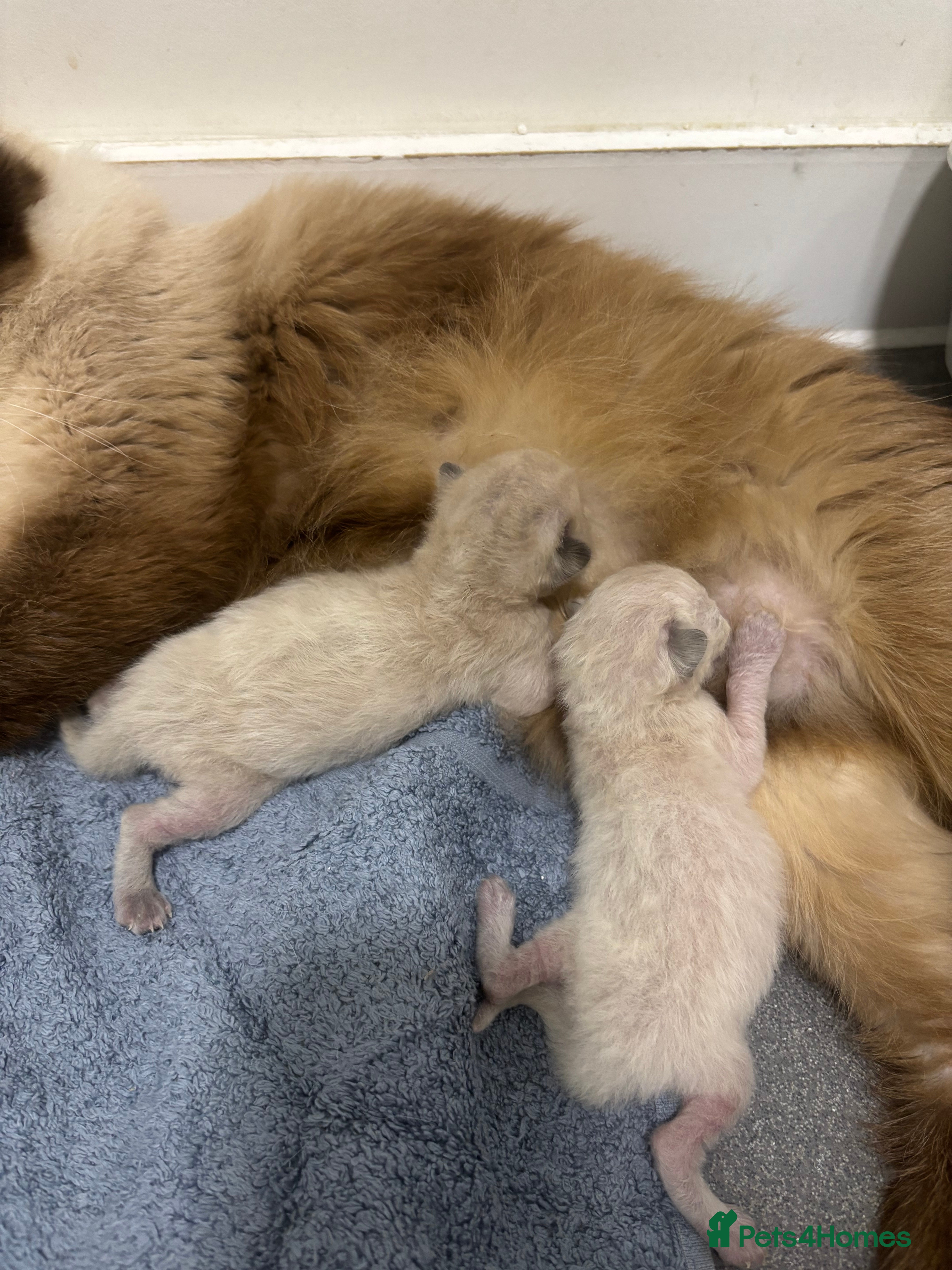 Ragdoll cats Last Beautiful Lilac Kitten🐱🩵🩷 - Advert 8