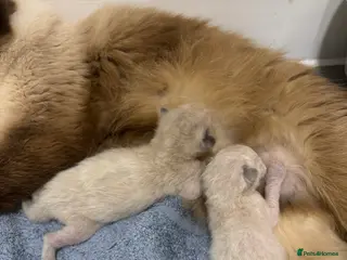 Ragdoll cats Last Beautiful Lilac Kitten🐱🩵🩷 - Advert 5