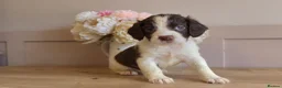 English Springer Spaniel dogs for sale: Beautiful English Springer spaniel pups - Advert 6