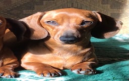 Miniature Dachshund dogs for sale:  PRA clear, Mother is a certified school dog  - Image 7