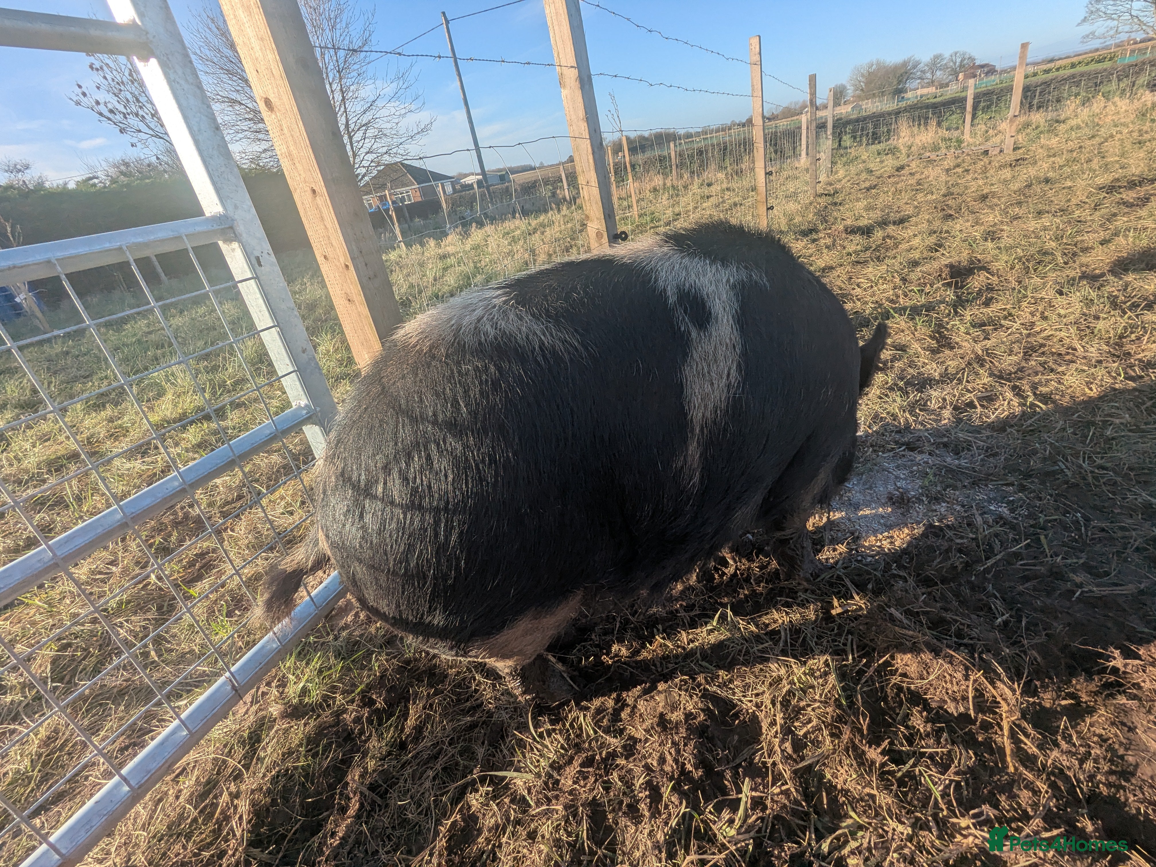Pig livestock Kune Kune Gilt female - Advert 7