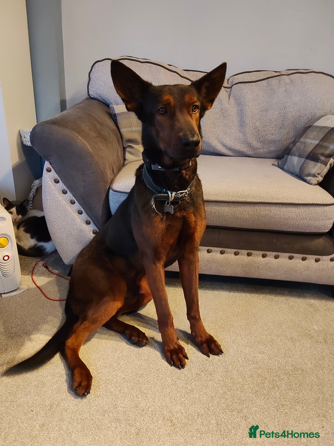 Chinese Red Dog dogs for sale: Looking for a new home. - Advert 4