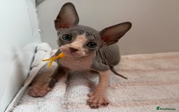 Sphynx cats for sale: Four beautiful Sphynx kittens for sale 🤍 - Image 2