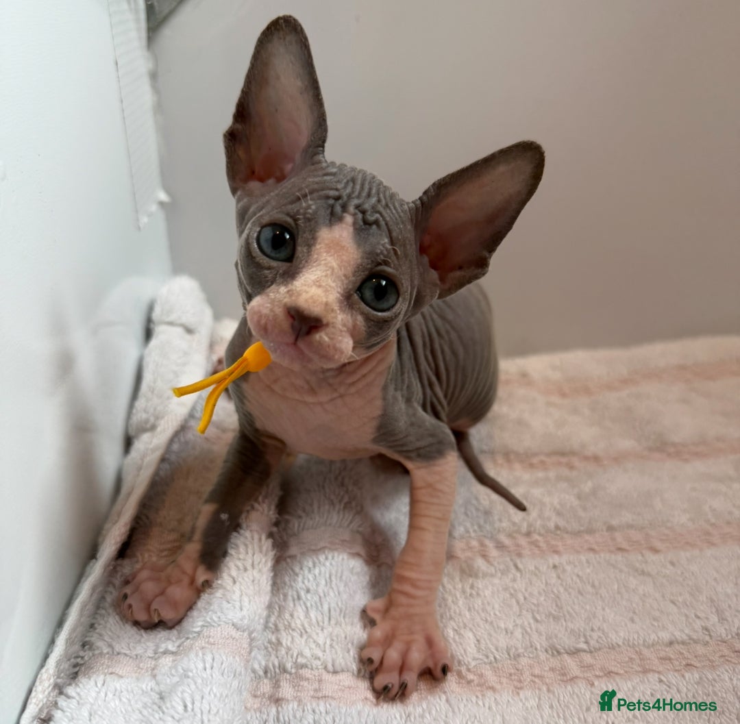 Sphynx cats for sale: Four beautiful Sphynx kittens for sale 🤍 - Image 2