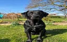 Labrador Retriever dogs for sale: KC Registered Labrador Retriever Puppies - Image 6