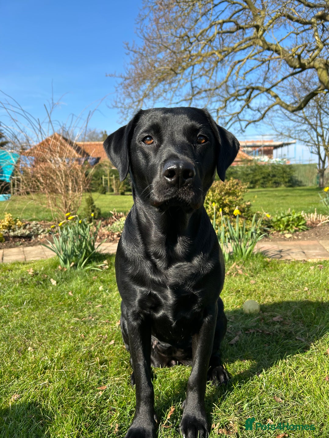 Labrador Retriever dogs for sale: KC Registered Labrador Retriever Puppies - Image 6