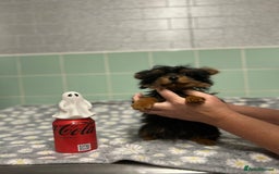 Yorkshire Terrier dogs for sale: Tiny Yorkshire terrier boy - Image 7