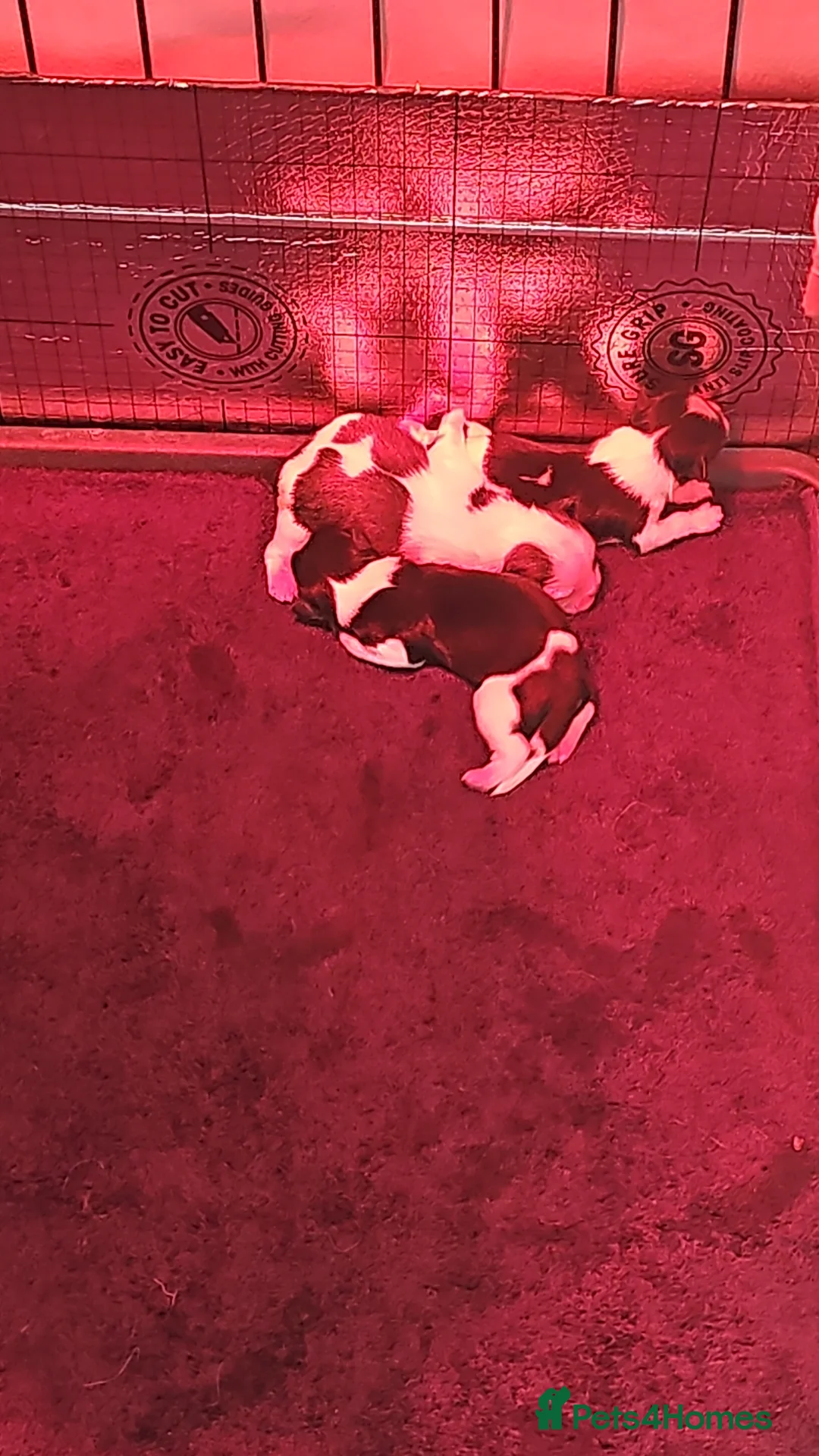 Lhasa Apso dogs for sale: Lhasa Apso puppies PRA4 clear. - Advert 2