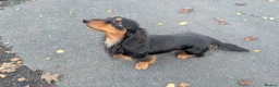 Miniature Dachshund dogs for sale: My gorgeous Longhaired Dachshund Oreo!! - Advert 5