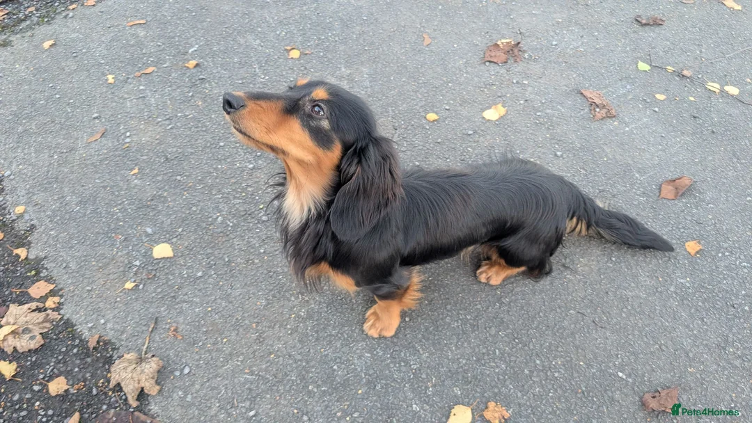 Miniature Dachshund dogs for sale: My gorgeous Longhaired Dachshund Oreo!! - Advert 5