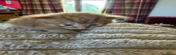 Mixed Breed cats for sale: Kittens for sale in Watchet - Advert 3