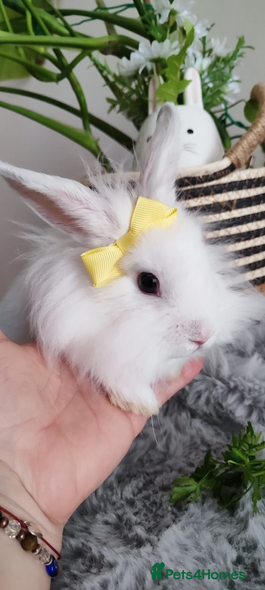 Mini Lop rabbits Mini lop  - Advert 1