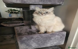 Ragdoll cats for sale: Ragdoll Kittens  - Image 8