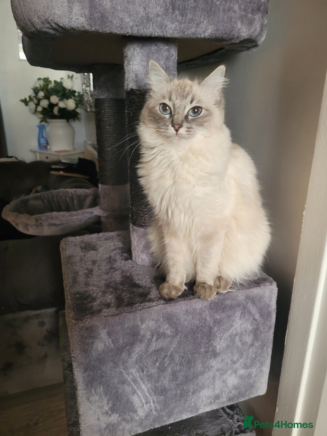 Ragdoll cats for sale: Ragdoll Kittens  - Image 8