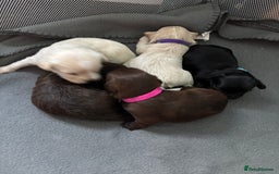 Mixed Breed dogs for sale: Shih Tzu x Labradoodle puppies - Image 1
