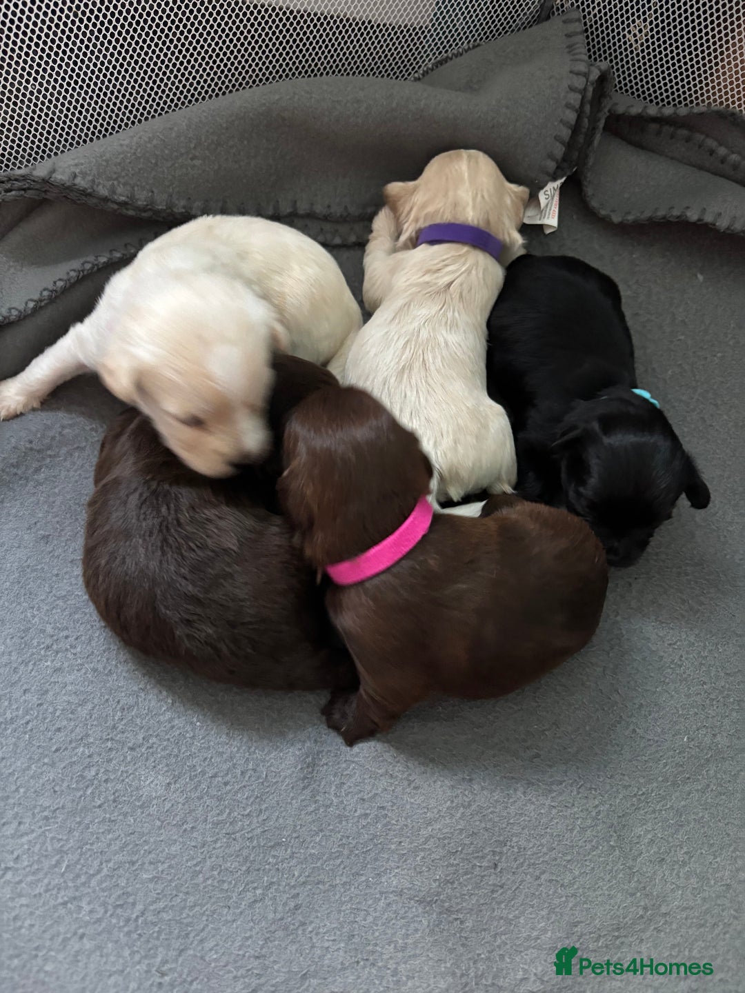 Mixed Breed dogs for sale: Shih Tzu x Labradoodle puppies - Image 1