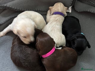 Mixed Breed dogs - Advert 11