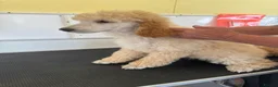 Miniature Poodle dogs for sale: Moyen Poodle puppies *READY NOW* - Advert 3