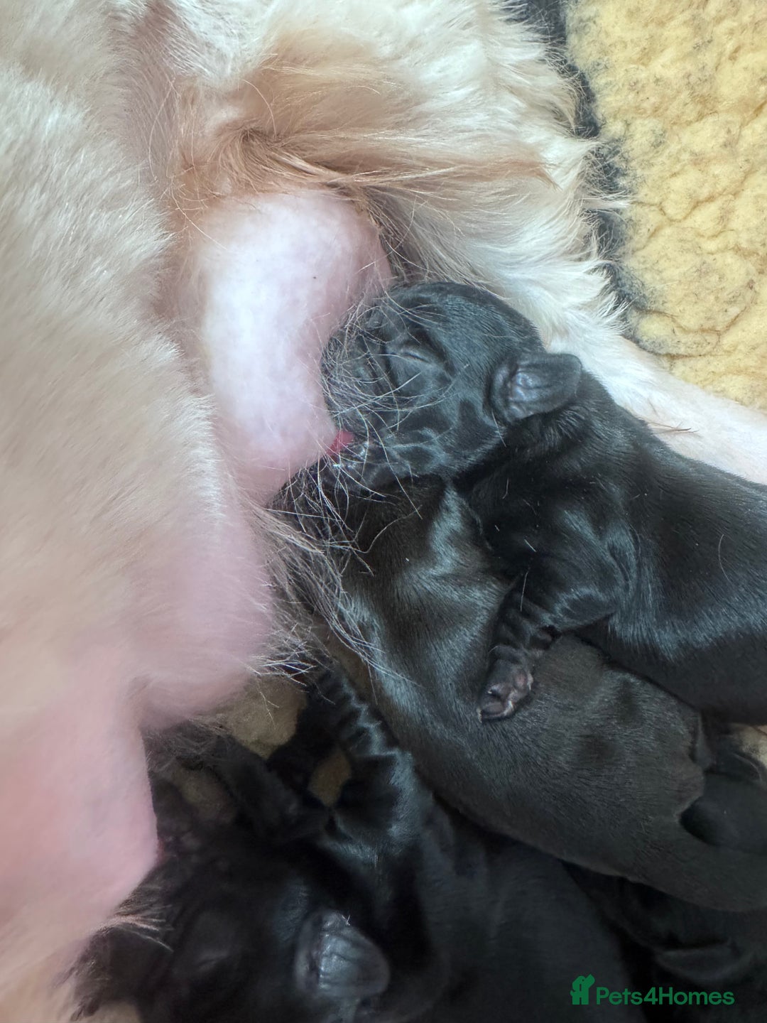 Mixed Breed dogs for sale: Schweenies  - Advert 5