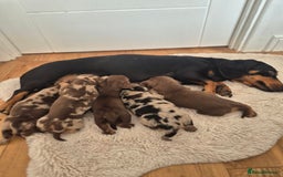 Dachshund dogs for sale: Miniature dachshund puppies PRA CLR - Image 19