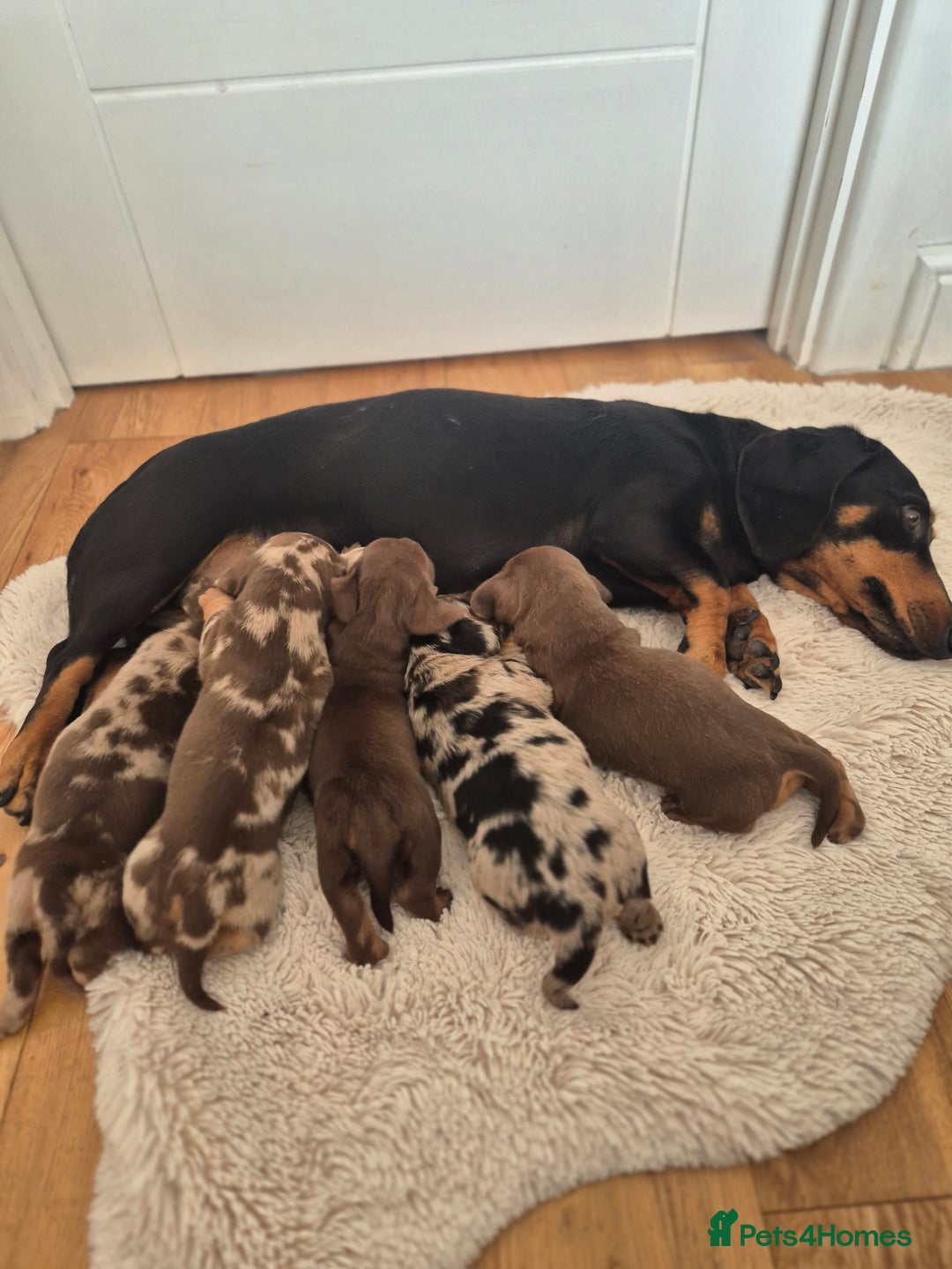 Dachshund dogs for sale: Miniature dachshund puppies PRA CLR - Image 19
