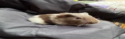 Guinea Pig rodents for sale: 8 wonderful guinea pig very friendly  - Advert 7