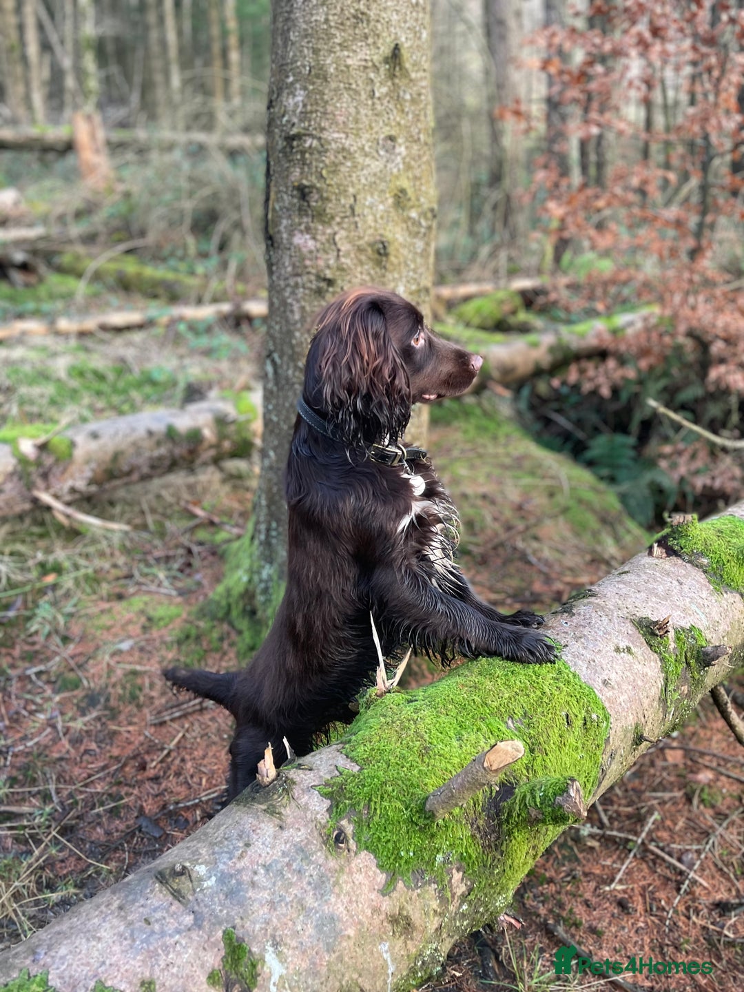 Cocker Spaniel dogs for stud: Chocolate working cocker  - Advert 6