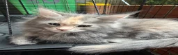 Maine Coon cats for sale: Beautiful Mainecoon kittens ready for loving homes in Rochdale - Advert 17