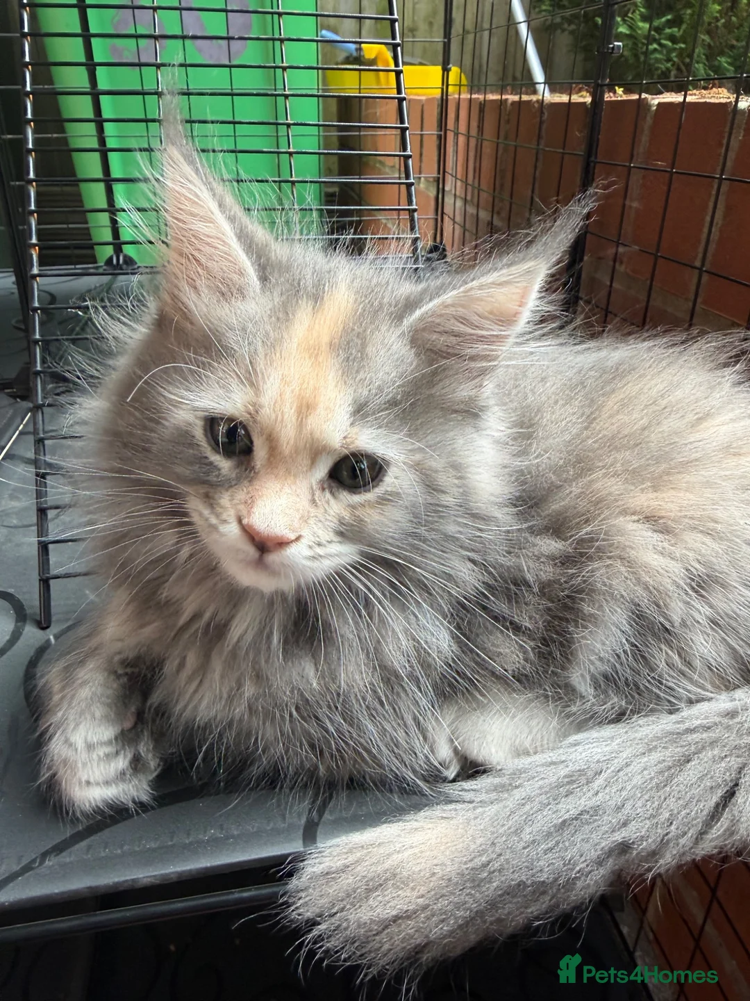 Maine Coon cats for sale: Beautiful Mainecoon kittens ready for loving homes in Rochdale - Advert 17