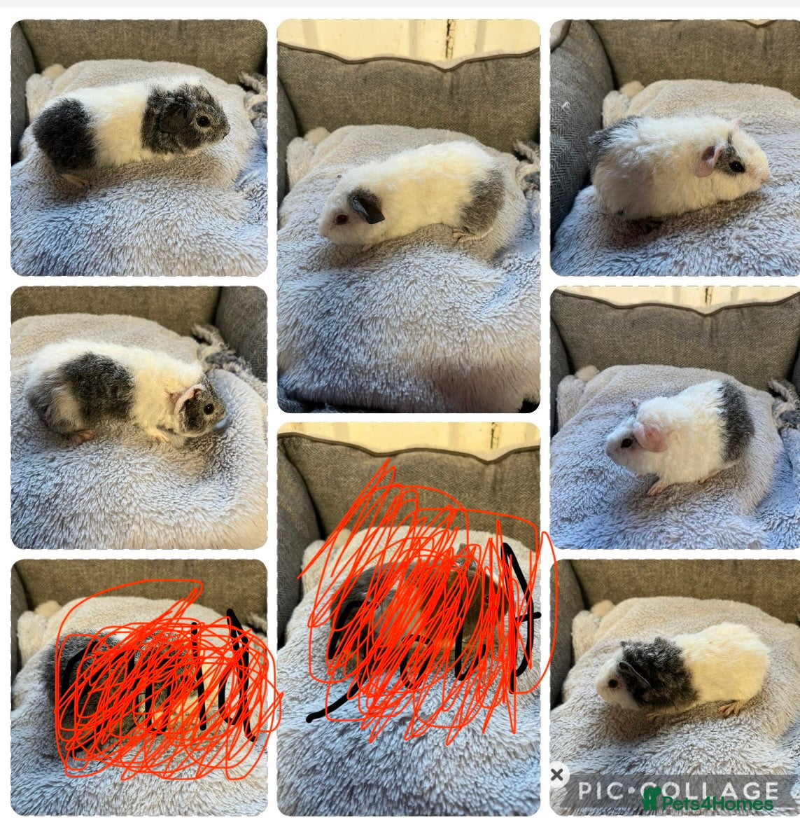 Guinea Pig rodents Lovely Teddy Boars - READY  - Advert 18