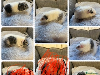 Guinea Pig rodents Lovely Teddy Boars - READY - Advert 18