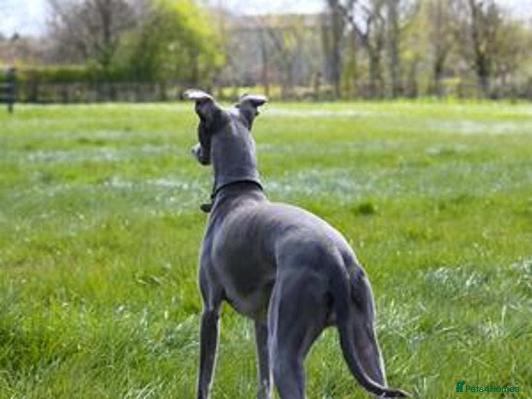 Whippet dogs for sale: Whippet puppies Ready soon! 5 BOYS left  - Image 12