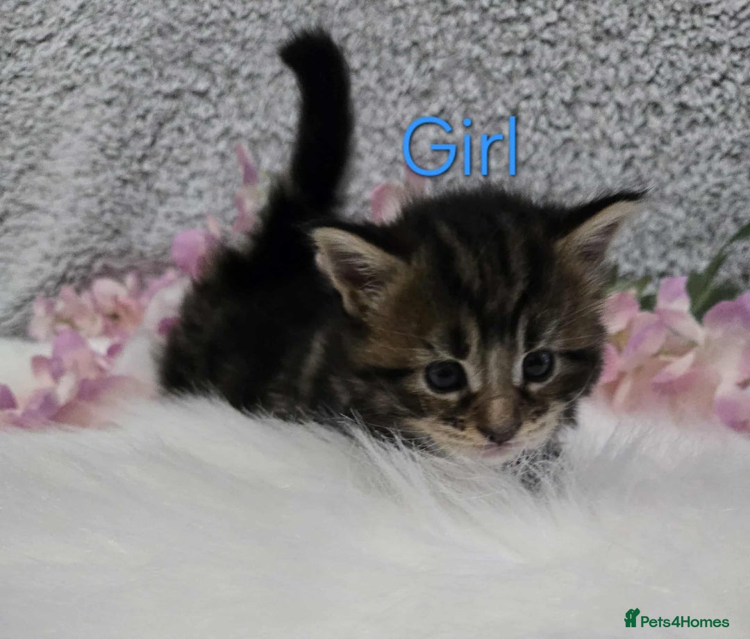 Maine Coon cats for sale: 6 Maine Coone kittens. - Image 2