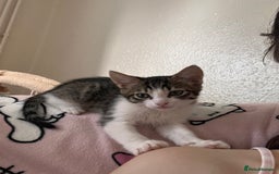 British Shorthair cats for sale: Brother & sister kittens  - Image 8