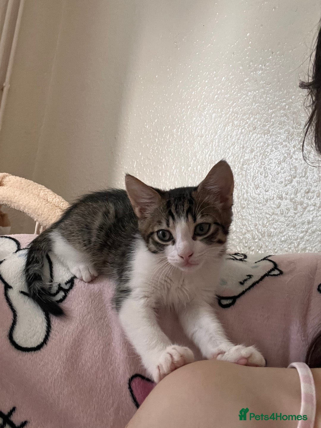 British Shorthair cats for sale: Brother & sister kittens  - Image 8