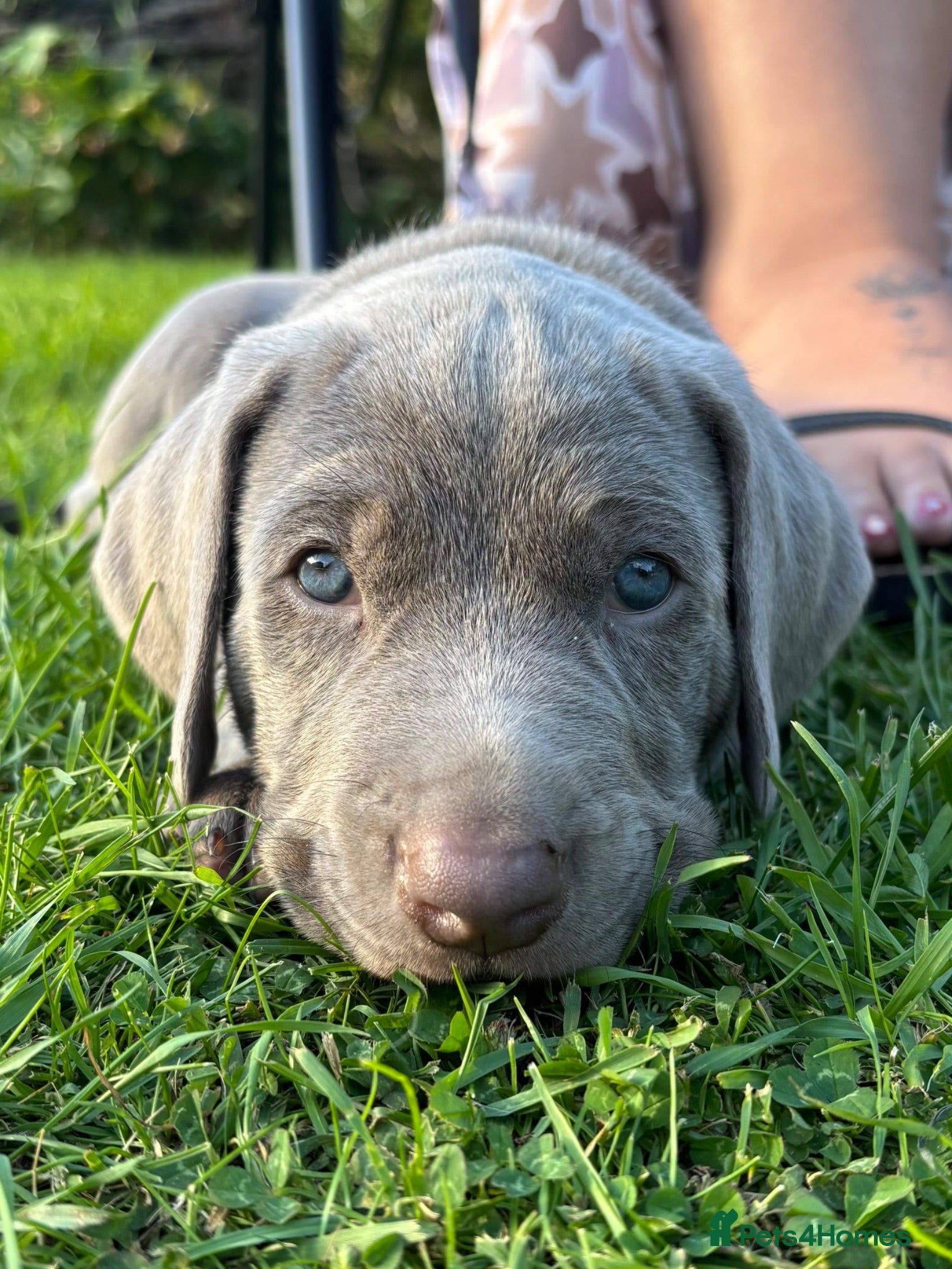 Mixed Breed dogs ADORABLE CHAMPION BLOODLINE PUPS - Advert 7